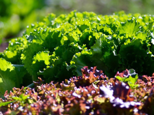 Salata iz vlastitog vrta: Brza, zdrava i daleko ukusnija od kupovne