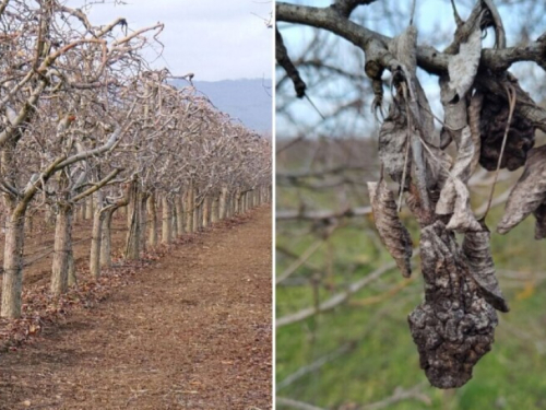 Odstranite sasušene grane i mumificirane plodove iz voćnjaka