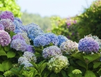 Uzgojite jednu od najljepših cvjetnica - hortenziju