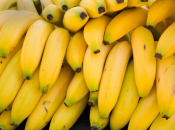 Banane na udaru: Klimatske promjene ugrožavaju izvoz ovog voća