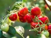 Talog kave kao tajno oružje za bujne rajčice: besplatno i učinkovito rješenje