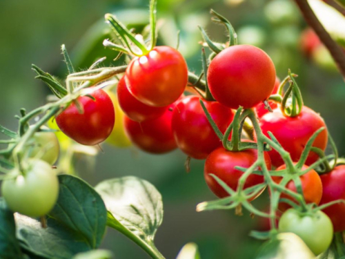 Talog kave kao tajno oružje za bujne rajčice: besplatno i učinkovito rješenje