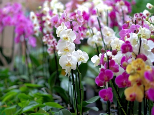 Moćan rastvor koji je prava infuzija za orhideje