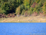 Ramsko jezero - jesen 2014.