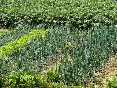 Vrtlarski kalendar za svibanj: Što sijati, a što saditi