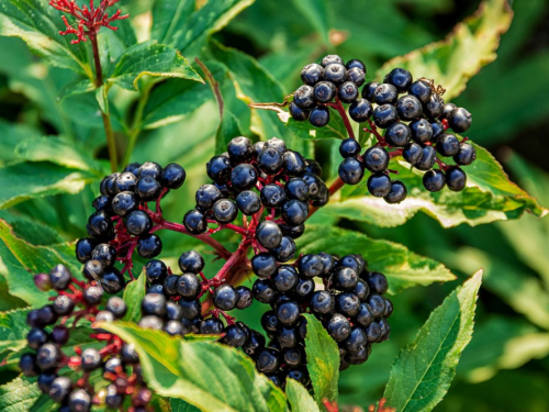 Kakve prednosti za zdravlje imaju bobice bazge?