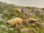 Grom usmrtio više ovaca iznad duvanjskog sela