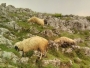 Grom usmrtio više ovaca iznad duvanjskog sela