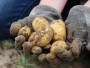 U FBiH povećana proizvodnja krumpira, jabuka, šljiva, grožđa, a znatno manje kukuruza