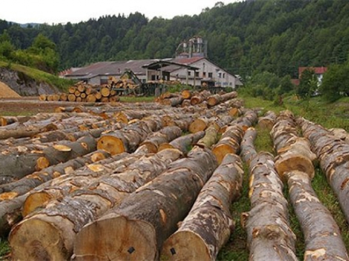 Prijavljena ukradena jelova trupca