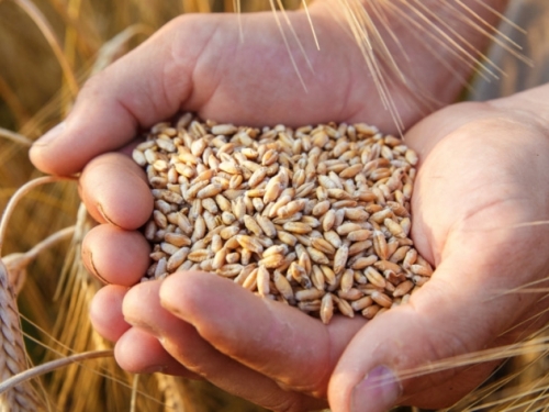 Pšenice nemamo za vlastite potrebe, a izvozimo ju u velikim količinama
