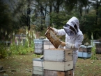 Hercegovački pčelari spremni za izvoz: Za kilogram pčelinjeg otrova 20.000 eura!