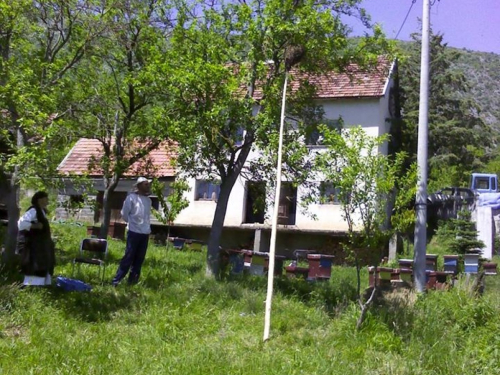 FOTO: Rojevi pčela na šljivama u Rumbocima