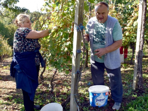 FOTO: Zora i Slavko Bošnjak iz Rame postali pravi vinogradari