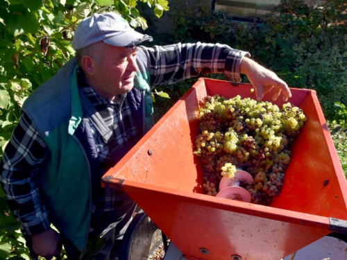 FOTO: Zora i Slavko Bošnjak iz Rame postali pravi vinogradari