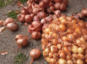 Tri sorte luka za proljeće koje daju visok prinos