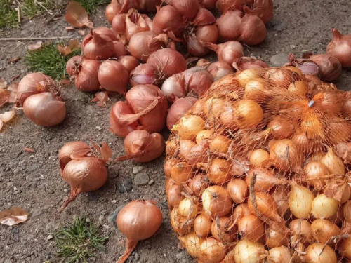 Tri sorte luka za proljeće koje daju visok prinos