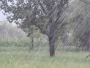 U BiH danas s kišom, pljuskovima i grmljavinom