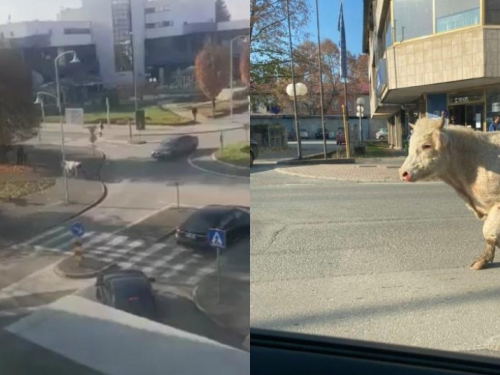 Bik pobjegao iz tvrtke u koju je trebao na klanje, trčao Slatinom, skoro se zabio u pješaka!