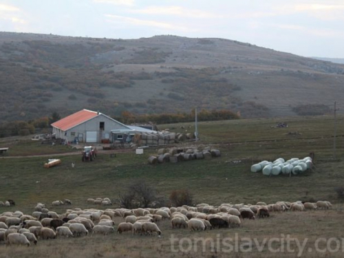 U duvanjskom kraju više od 1000 OPG-ova i više od deset tisuća goveda