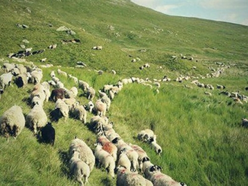 Fotografijama čuvanja ovaca pastir na Twitteru skupio 45 tisuća pratitelja