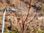 Zimsko prskanje voćaka: Što, kada i zašto