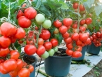 Posadite paradajz u kante - Prvi plodovi već u lipnju!