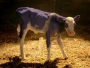 Stiglo pravo "Milka" tele