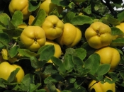 Dunja - skromna i ljekovita voćka