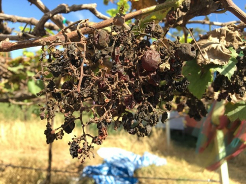 Proizvodnja vina u svijetu pala na najnižu razinu u zadnjih 55 godina