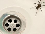 Poprskajte kutove, vrata i prozore svoga doma s ovom mješavinom i zaboravite na paukove