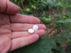Kako koristiti aspirin u bašti za bolji rast biljaka?