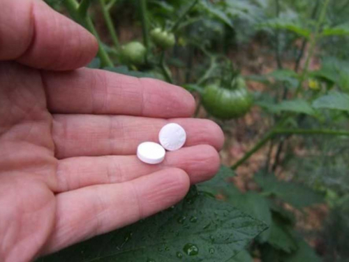 Kako koristiti aspirin u bašti za bolji rast biljaka?