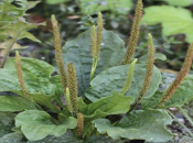 Raste u gotovo svakom dvorištu, a malo tko zna koliko je ljekovita