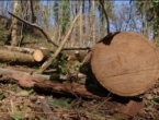 Drvar: Nastradao maloljetnik u sječi drva