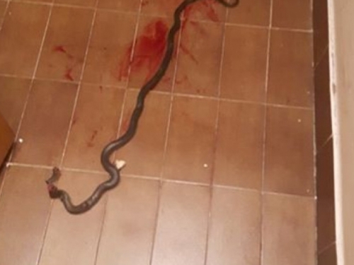 Novi Travnik: Djevojčica u sobi zatekla zmiju od metar