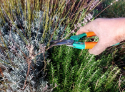 Kada i kako obaviti jesensko orezivanje lavande, kadulje, ružmarina?