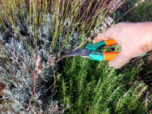 Kada i kako obaviti jesensko orezivanje lavande, kadulje, ružmarina?