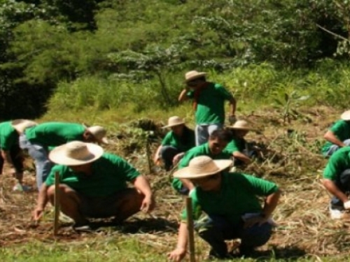 Filipinci u sat vremena posadili 3,2 milijuna sadnica drveća