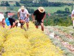 Hercegovina će uskoro imati dovoljan broj destilerija