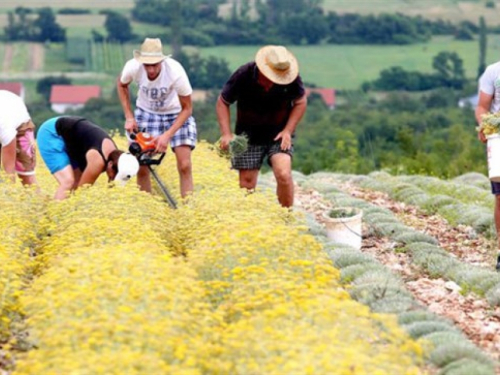 Hercegovina će uskoro imati dovoljan broj destilerija