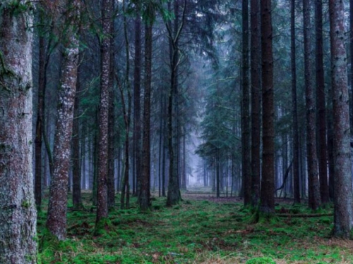 Svijet je za 30 godina izgubio 178 milijuna hektara šume