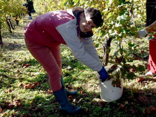 FOTO: Zora i Slavko Bošnjak iz Rame postali pravi vinogradari