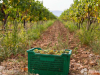 Rekordne berbe na hercegovačkim vinogradima