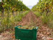 Rekordne berbe na hercegovačkim vinogradima
