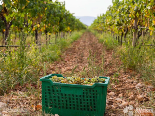 Rekordne berbe na hercegovačkim vinogradima