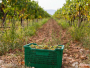 Rekordne berbe na hercegovačkim vinogradima