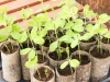 Role papira u vrtlarenju: Isprobajte uzgoj presadnica na eko način