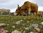 Zabranjuje se napasavanje stoke u poljima od 10. svibnja