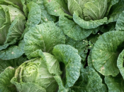 3 grupe povrća su slađe nakon prvog mraza